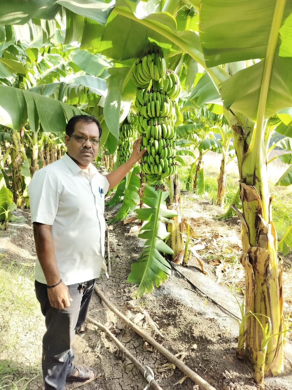 Banana Farming