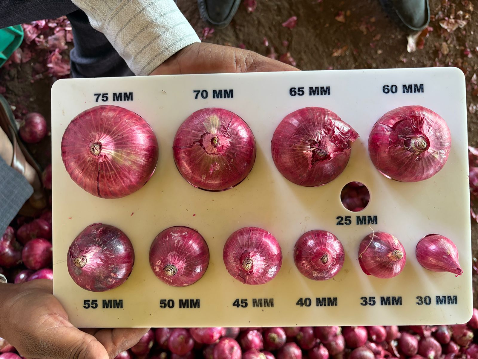 Bulk Onion Procurement Drive